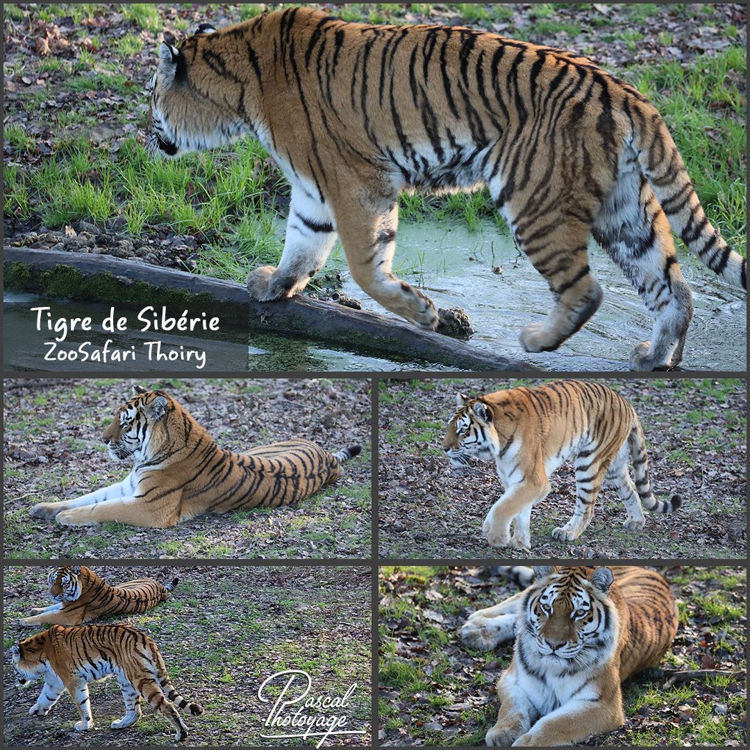 THOIRY - TIGRE SIBERIE 01 - LAYOUT 56 1080x1080.jpg